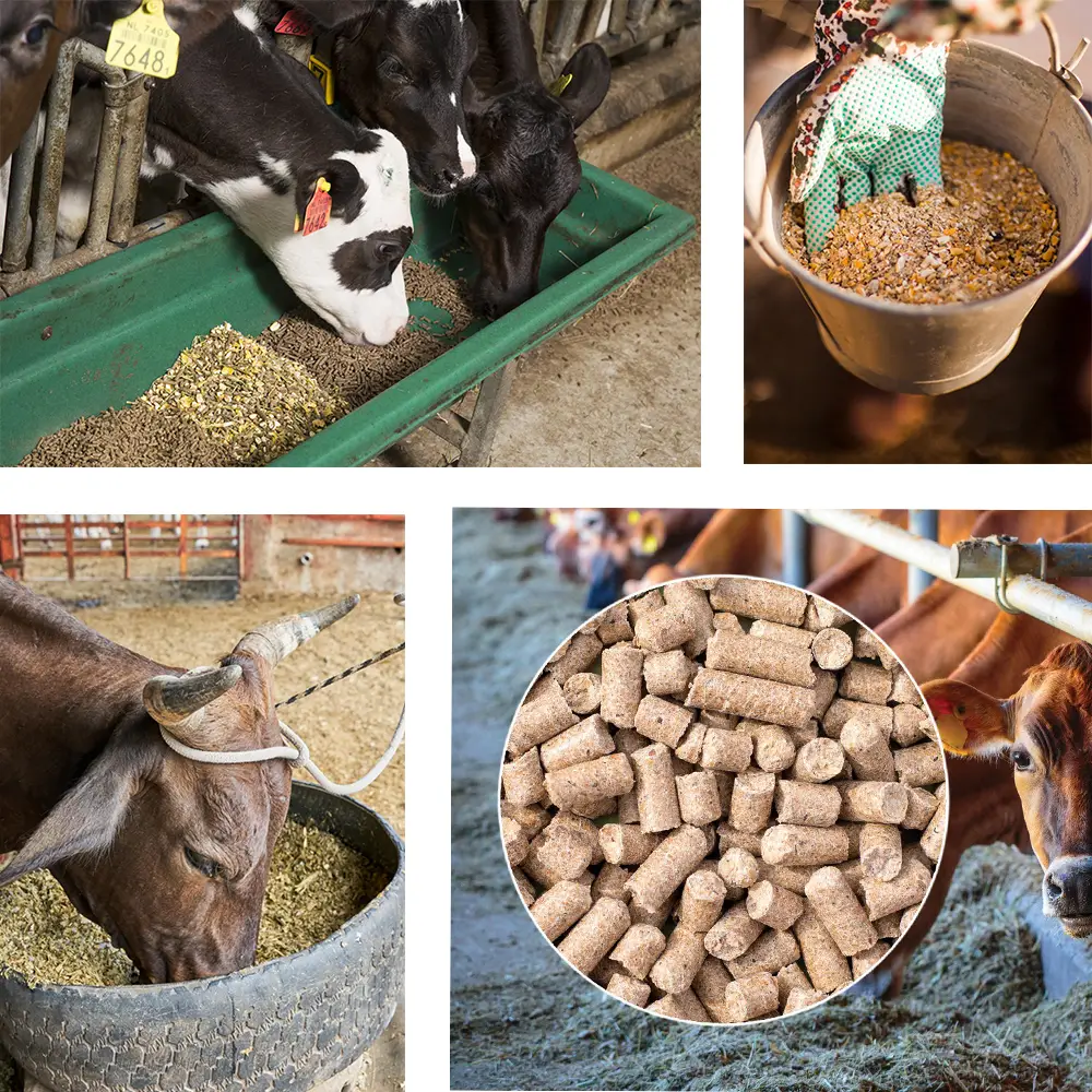 Best Cattle Feed Products Feed For Cow Milk Production